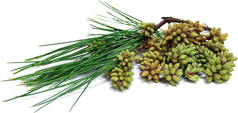 Pine Pollen