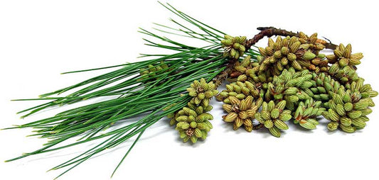 Pine Pollen